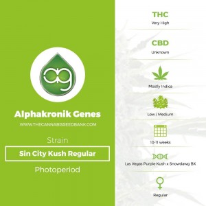 Sin City Kush Regular (Alphakronik Genes) - The Cannabis Seedbank