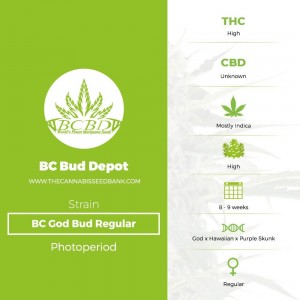 BC God Bud Regular (BC Bud Depot) - The Cannabis Seedbank