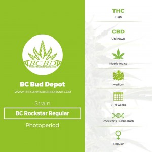 BC Rockstar Regular (BC Bud Depot) - The Cannabis Seedbank