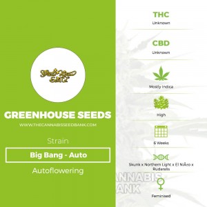 Big Bang Auto (Greenhouse Seed Co.) - The Cannabis Seedbank