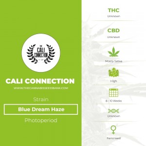 Blue Dream Haze (Cali Connection) - The Cannabis Seedbank