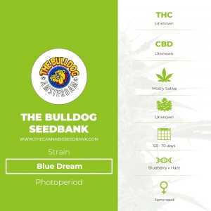Blue Dream (The Bulldog Seedbank) - The Cannabis Seedbank