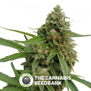 Bubba Kush CBD (CBD Botanic) - The Cannabis Seedbank