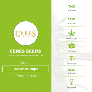 Hollands Hope (Ceres Seeds) - The Cannabis Seedbank