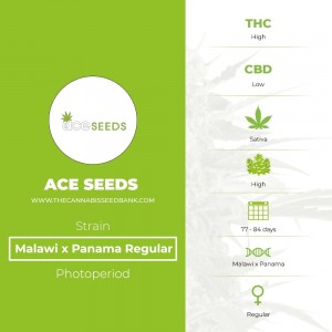Malawi x Panama Regular (Ace Seeds) - The Cannabis Seedbank
