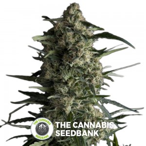 Galaxy (Pyramid Seeds) - The Cannabis Seedbank