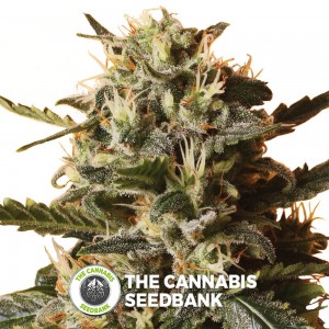 Bubblegum XL (Royal Queen Seeds) - The Cannabis Seedbank