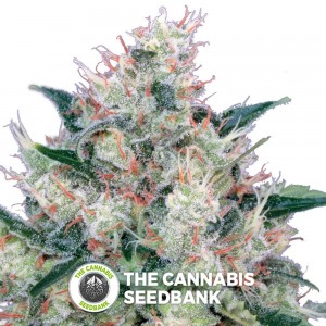 Honey Cream FAST Version (Royal Queen Seeds) - The Cannabis Seedbank