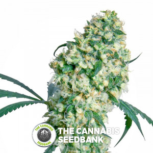 Ed Rosenthal Superbud - Regular Cannabis Seeds - Sensi Seeds