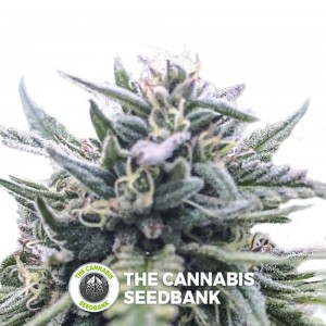 The White Star Regular (Digital Genetics) - The Cannabis Seedbank