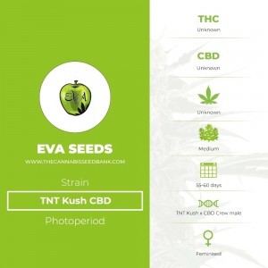 TNT Kush CBD (Eva Seeds) - The Cannabis Seedbank